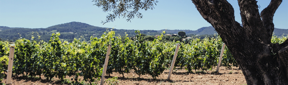 Виноградники