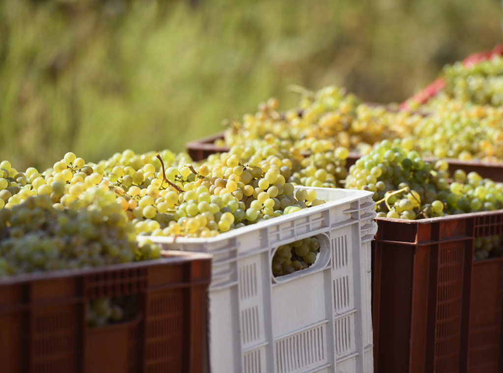 Про стиль, сорта и подход Binekhi