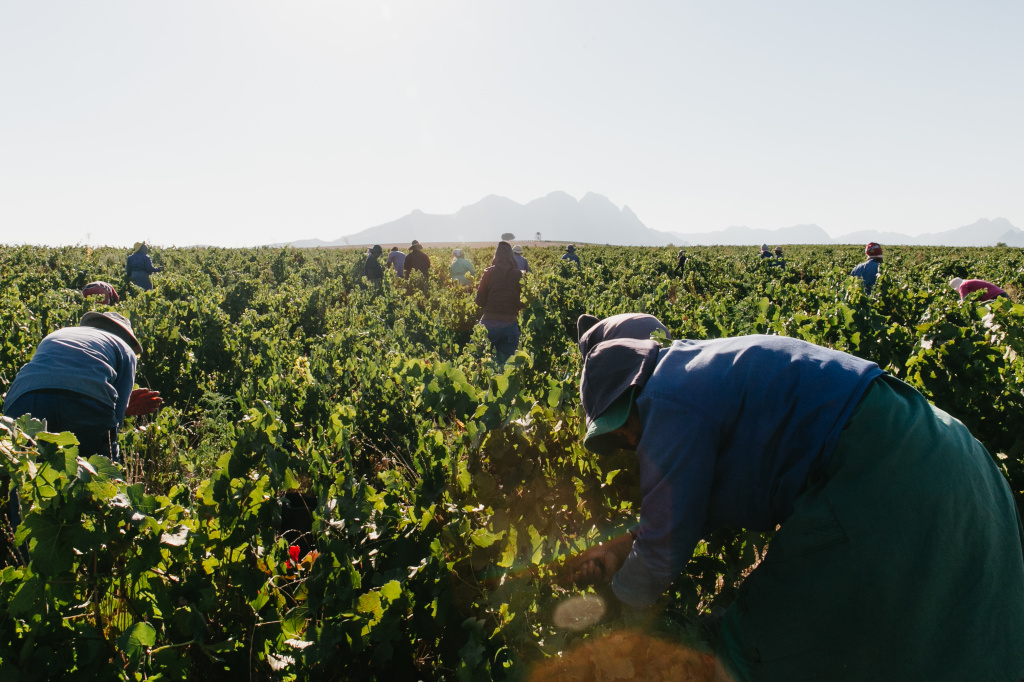 Про пинотаж