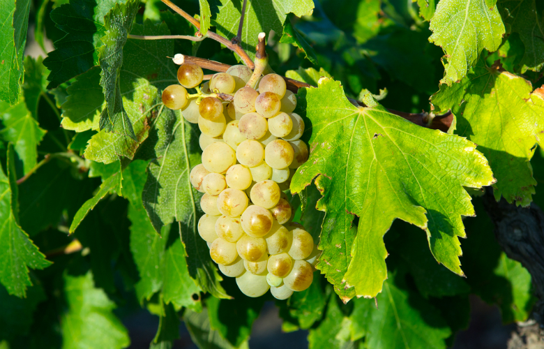 Виноград сорта юньи блан