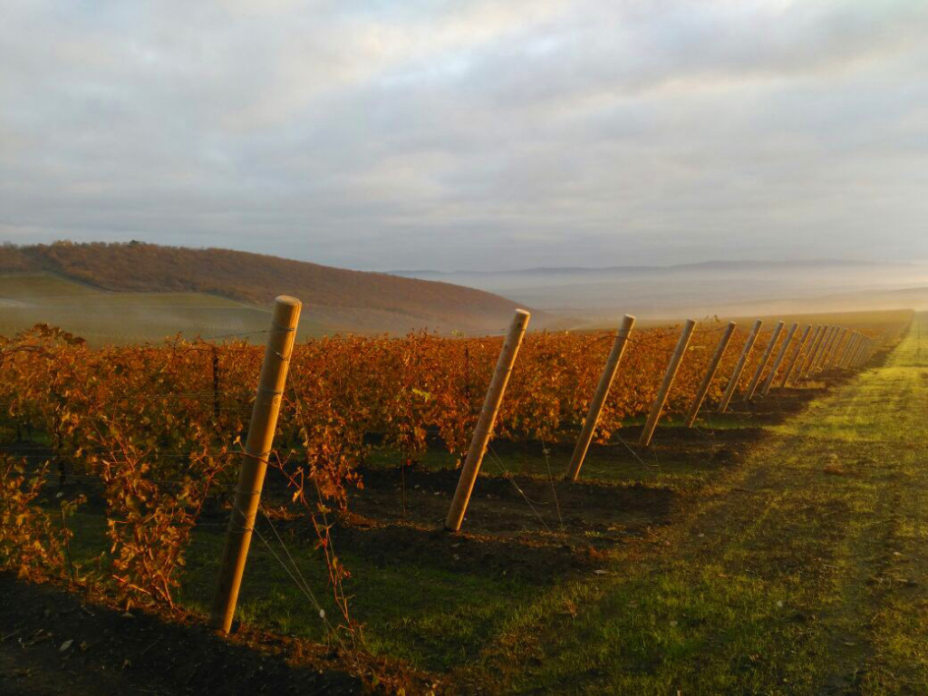 «Пари», Шумринка