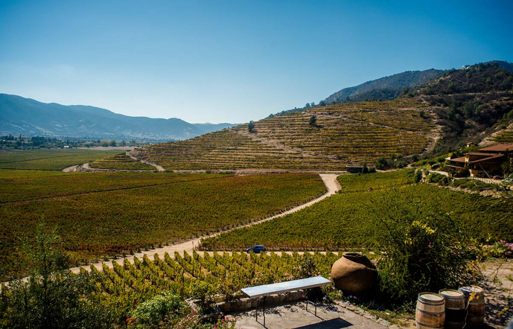 «Чили — это карменер»