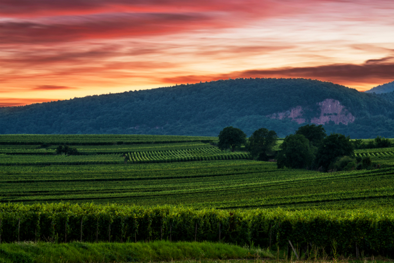 Виноградники Франчакорты