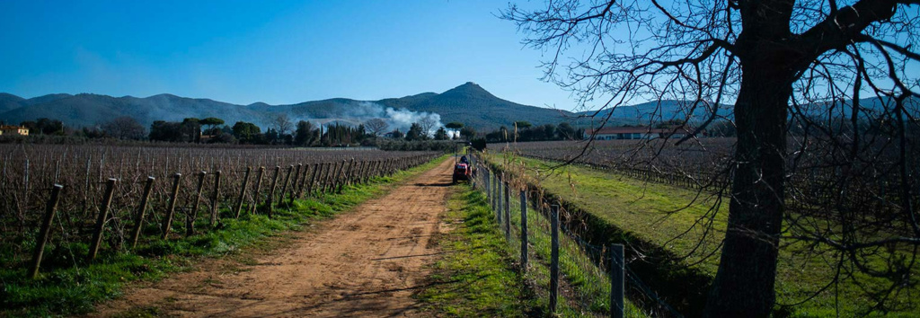 Соседи Sassicaia