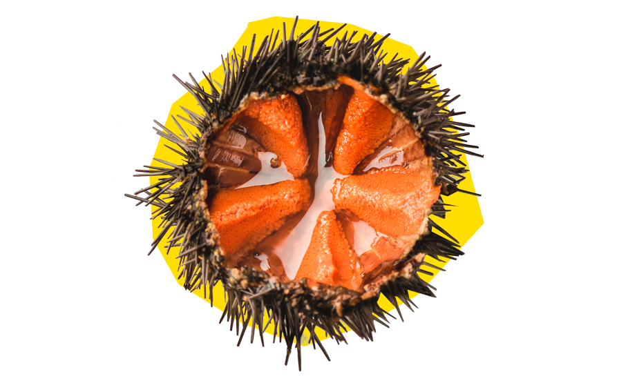 Семья Монтекки и Лугана