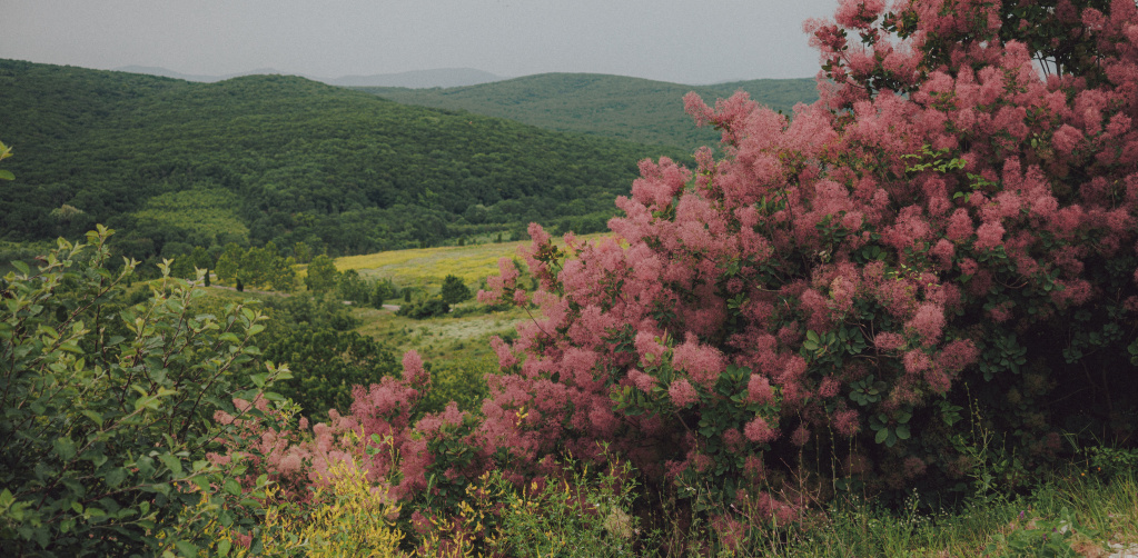 «Пти Мансан», Николаев и Сыновья