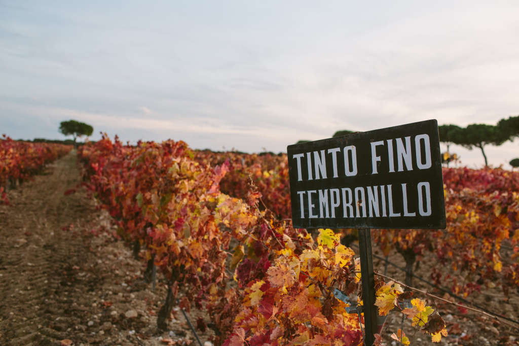 Arzuaga на карте Риберы-дель-Дуэро