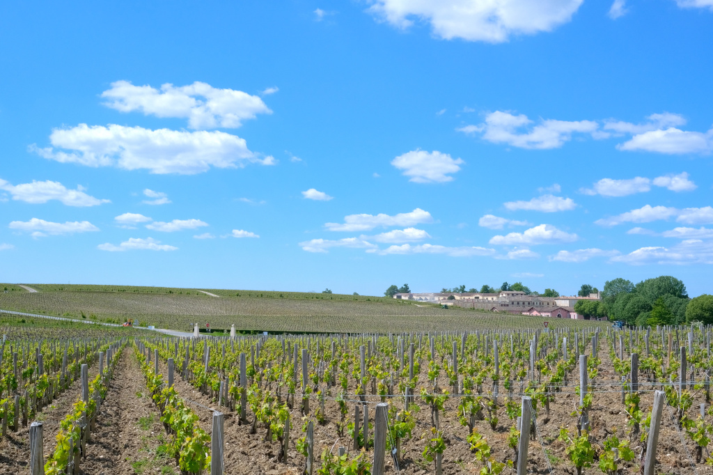 Каким получилось вино