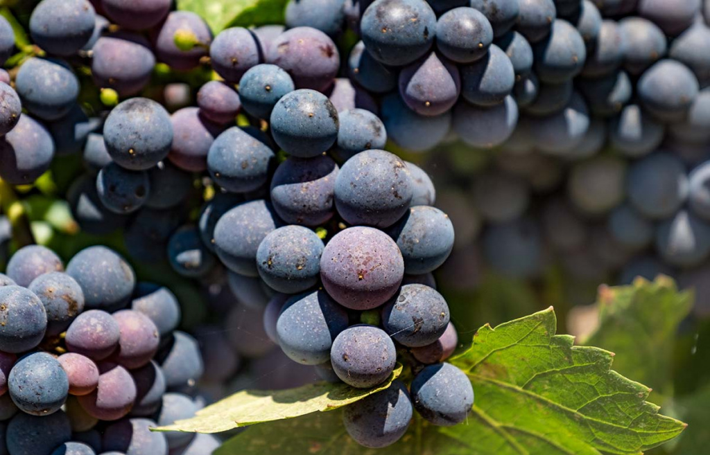 Никаких «ржавых гвоздей»