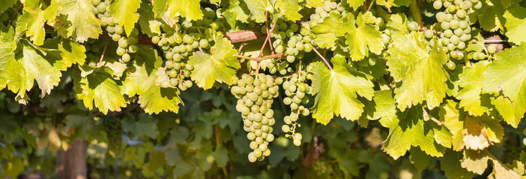 Охлаждаем вино