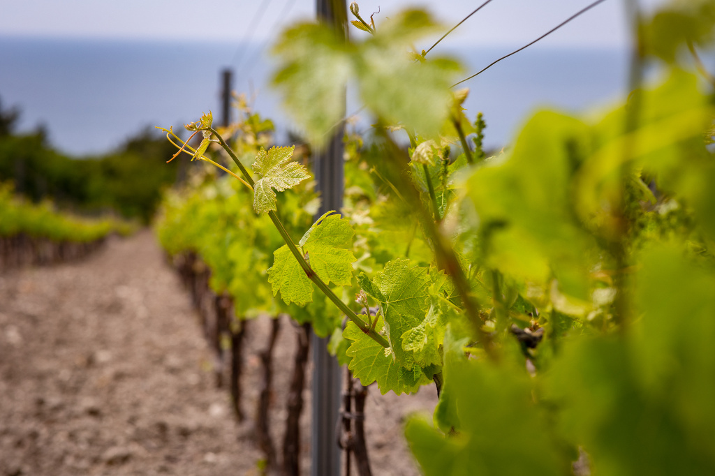 Игристые и подвяленный виноград: планы хозяйства