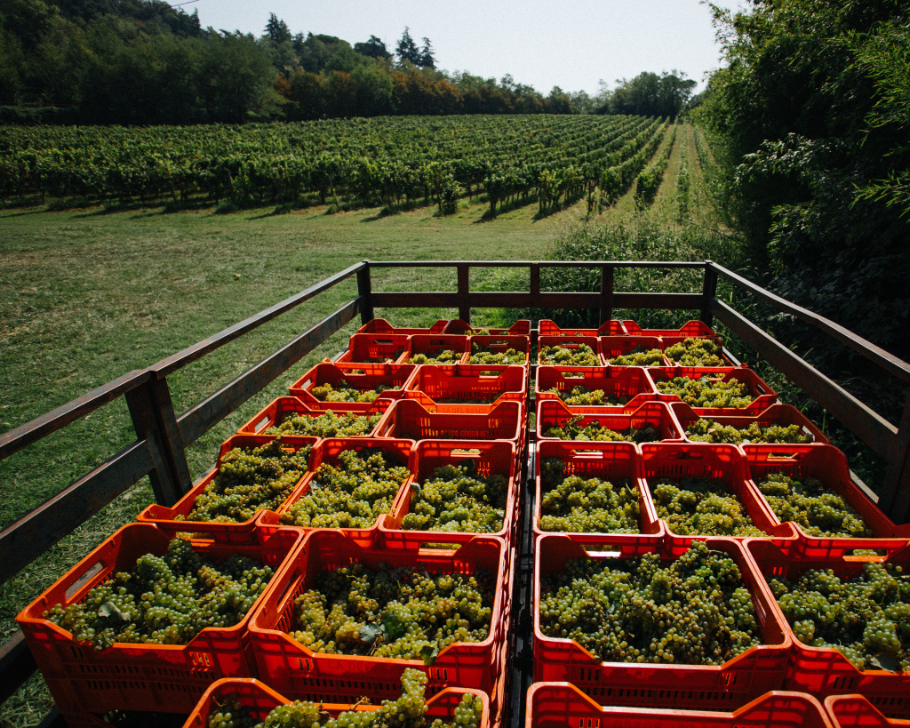 как появилась франчакорта