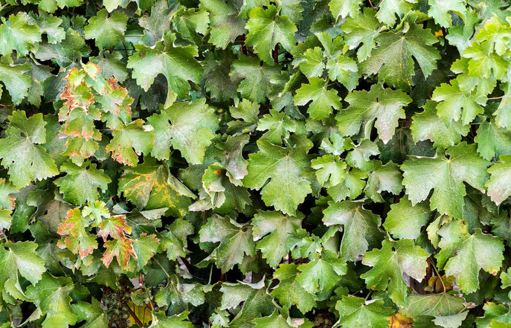 Из Бордо в Чили