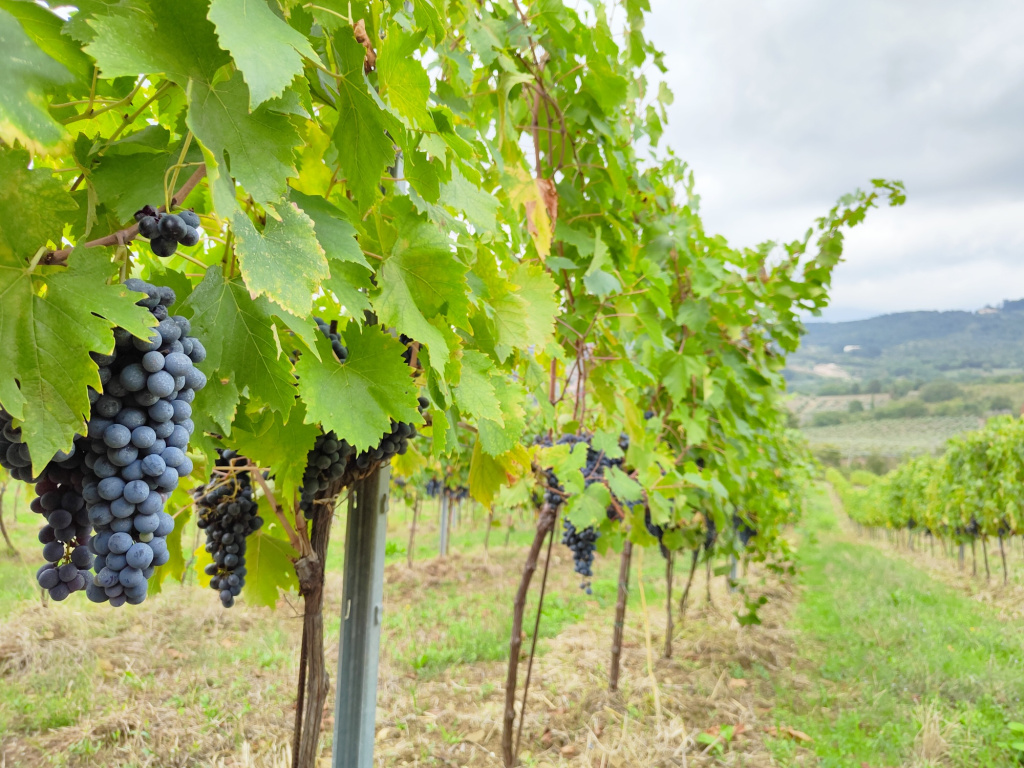 Colore: весь цвет Тосканы