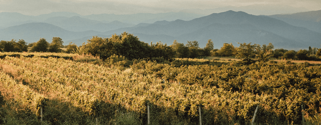 Где выращивают саперави