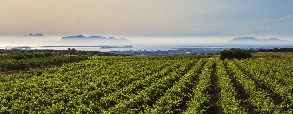 Выбираем сицилийское вино по региону