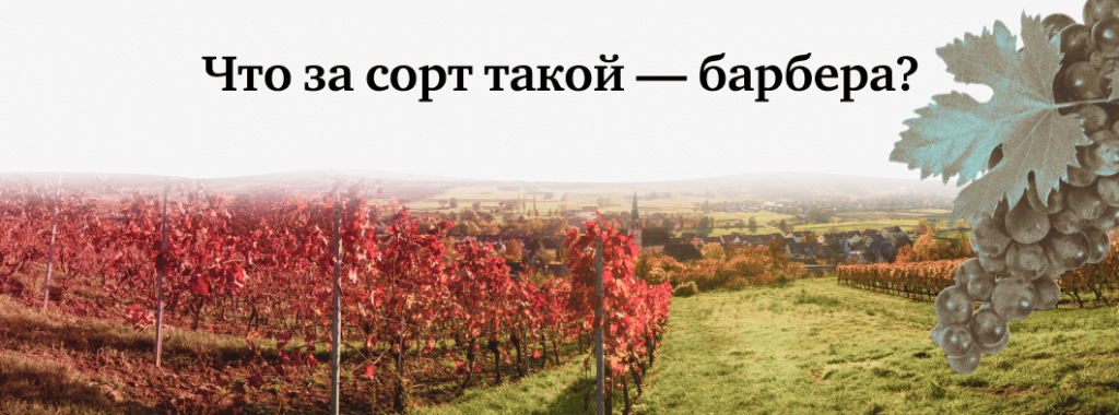 Барбера: чего ждать в бокале?