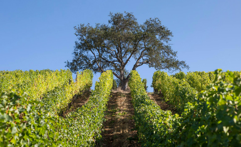 Дерево на винограднике