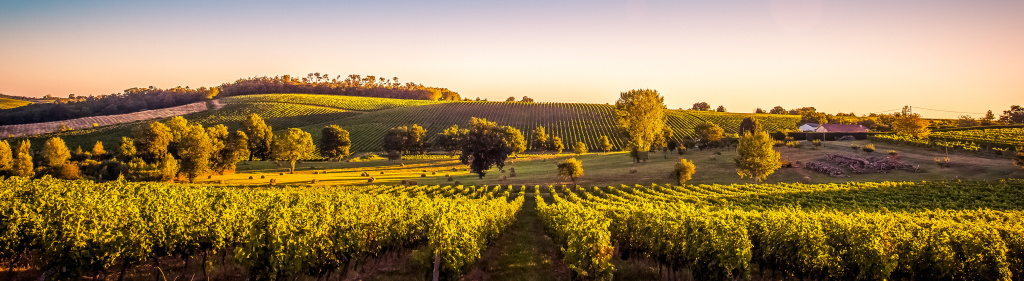 Мерло из Помроля