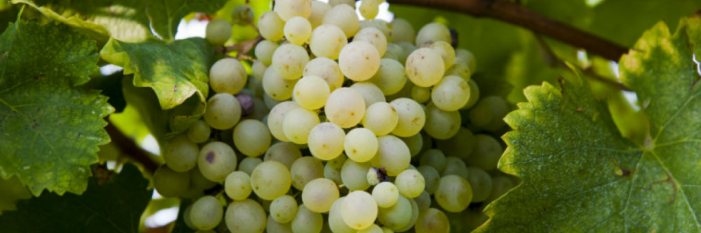 Виноград сорта просекко