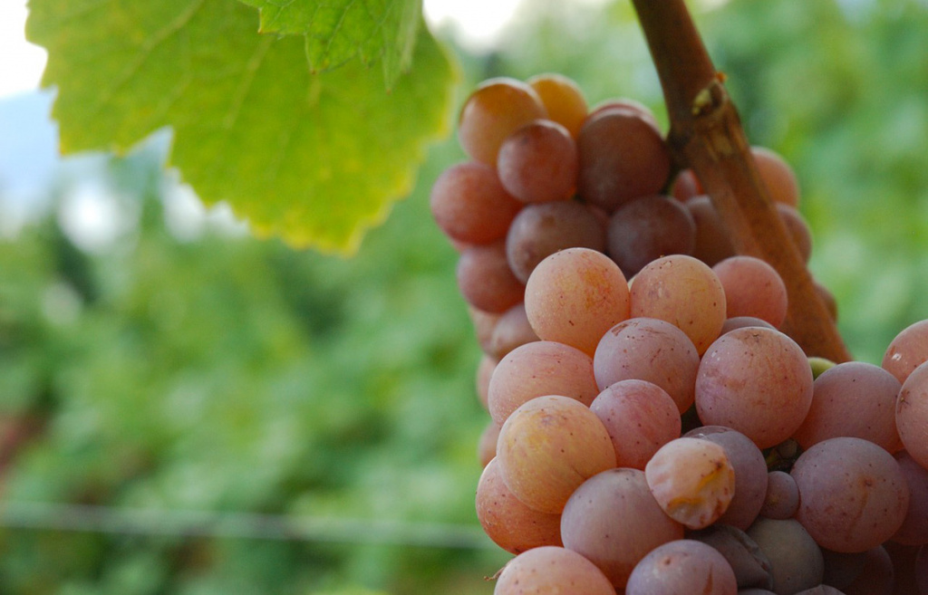 Происхождение гевюрцраминера