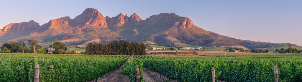 Стелленбош