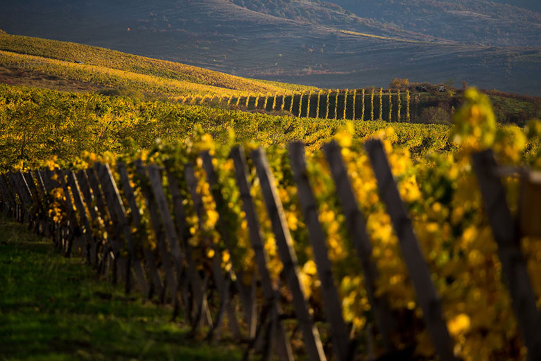 Виноградники Oremus