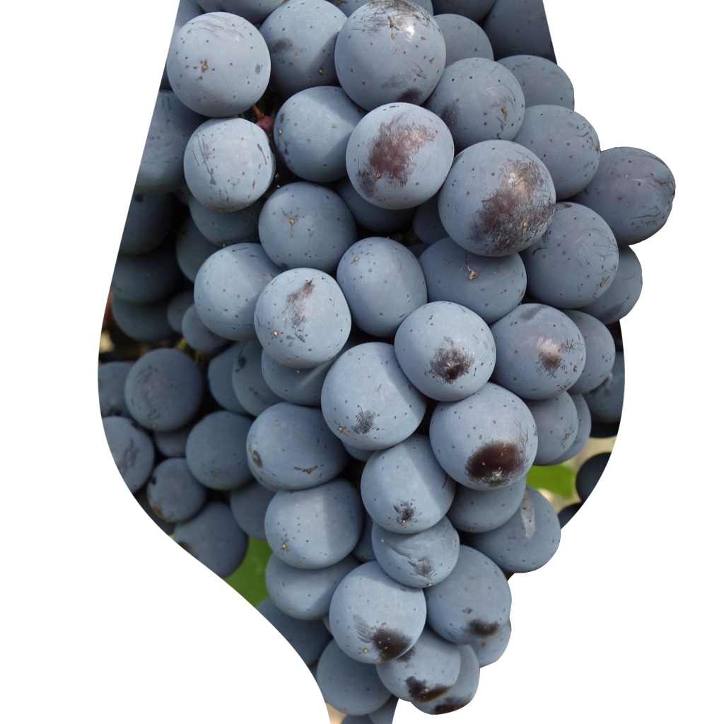 сорт винограда для кьянти