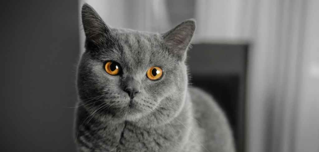 Британский кот Гриджо