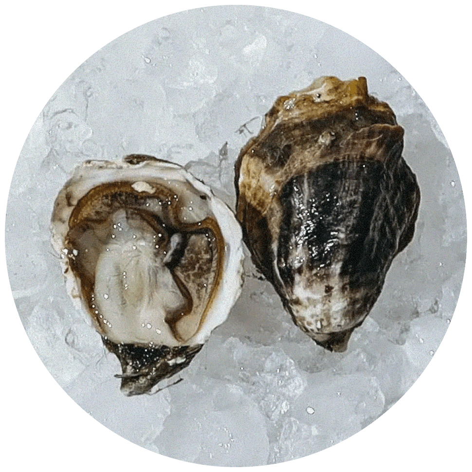 Кумамото (Kumamoto)