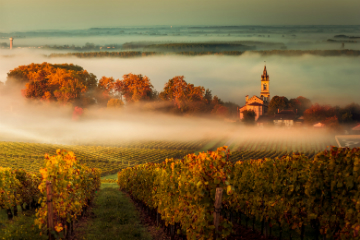 Виноградники Бордо