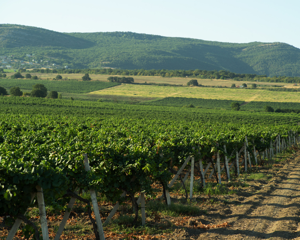 Особенности терруара