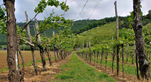 виноградники Франчакорты