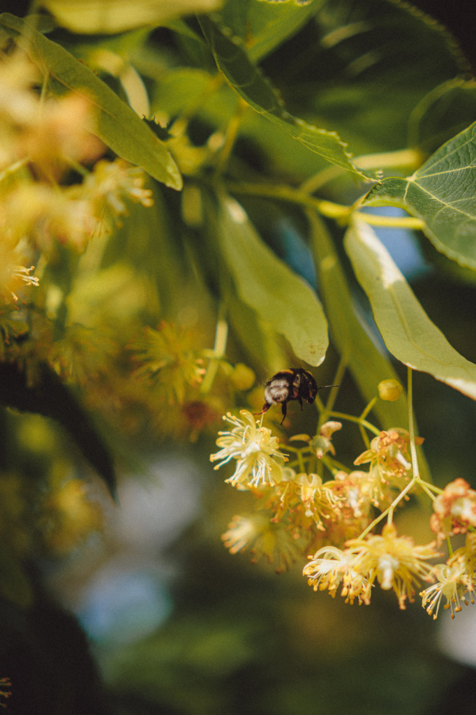 «Нектар», Николаев и Сыновья