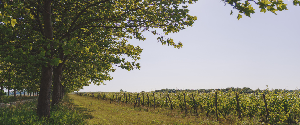 «Пти Мансан», Николаев и Сыновья