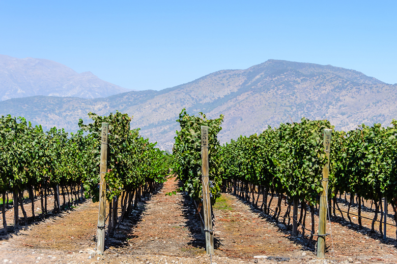 Виноградники Долины Майпо