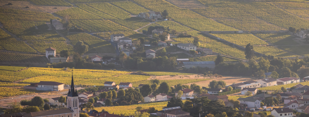 Фото: © Etienne Ramousse/Inter Beaujolais