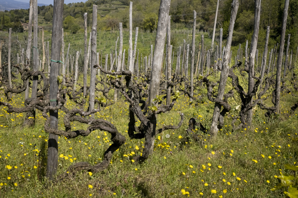 Подход Bibi Graetz