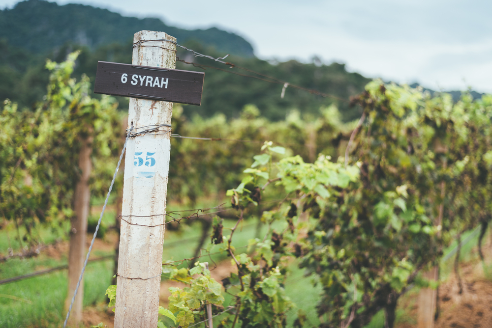 Виноградники сира