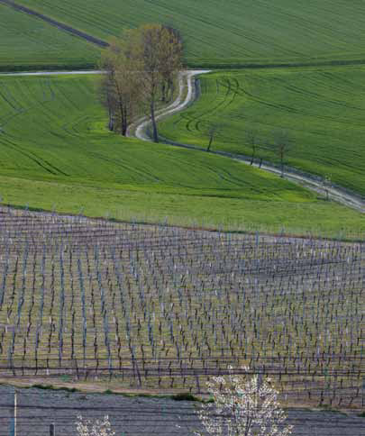 виноградники Франчакорты