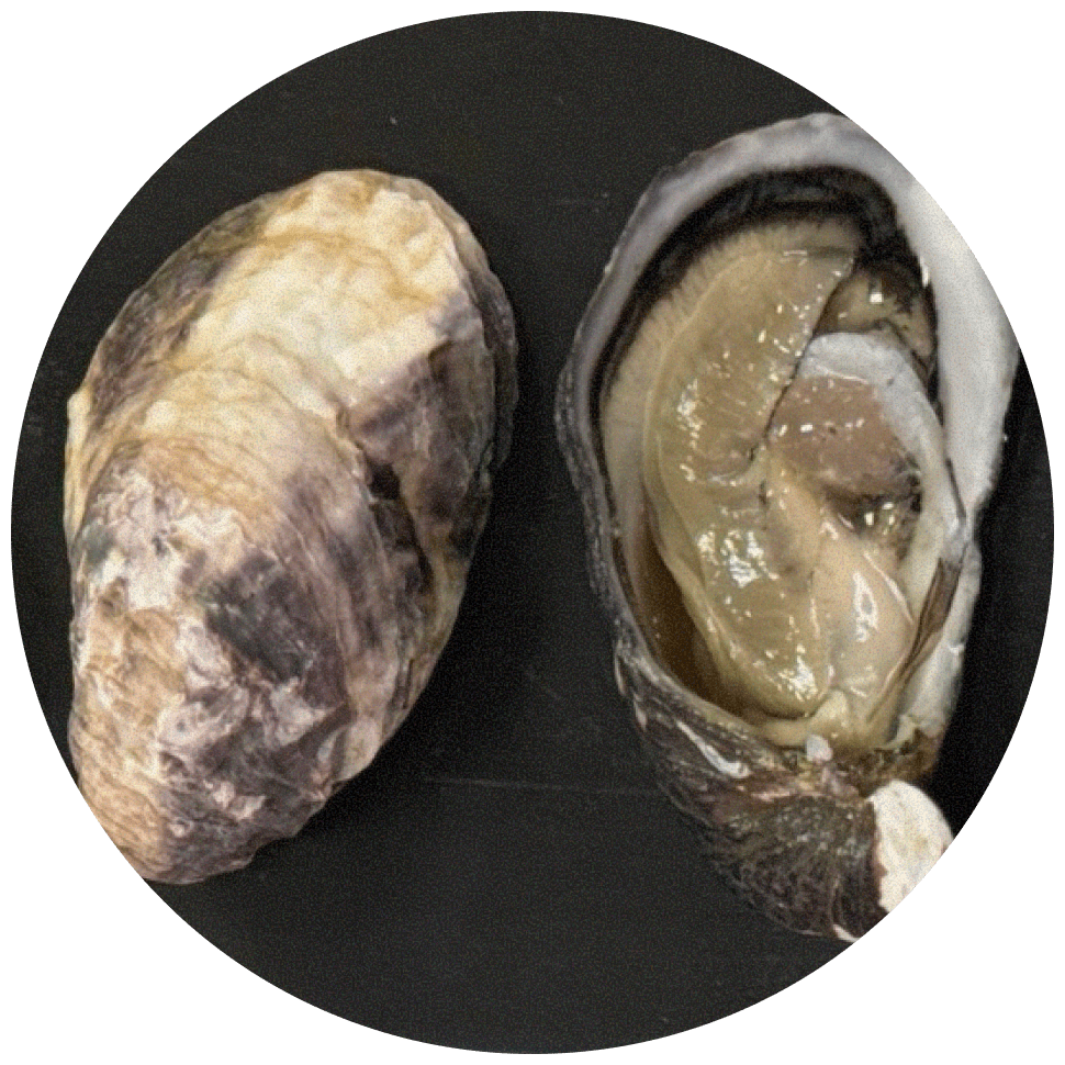 Муроцу (Murotsu)