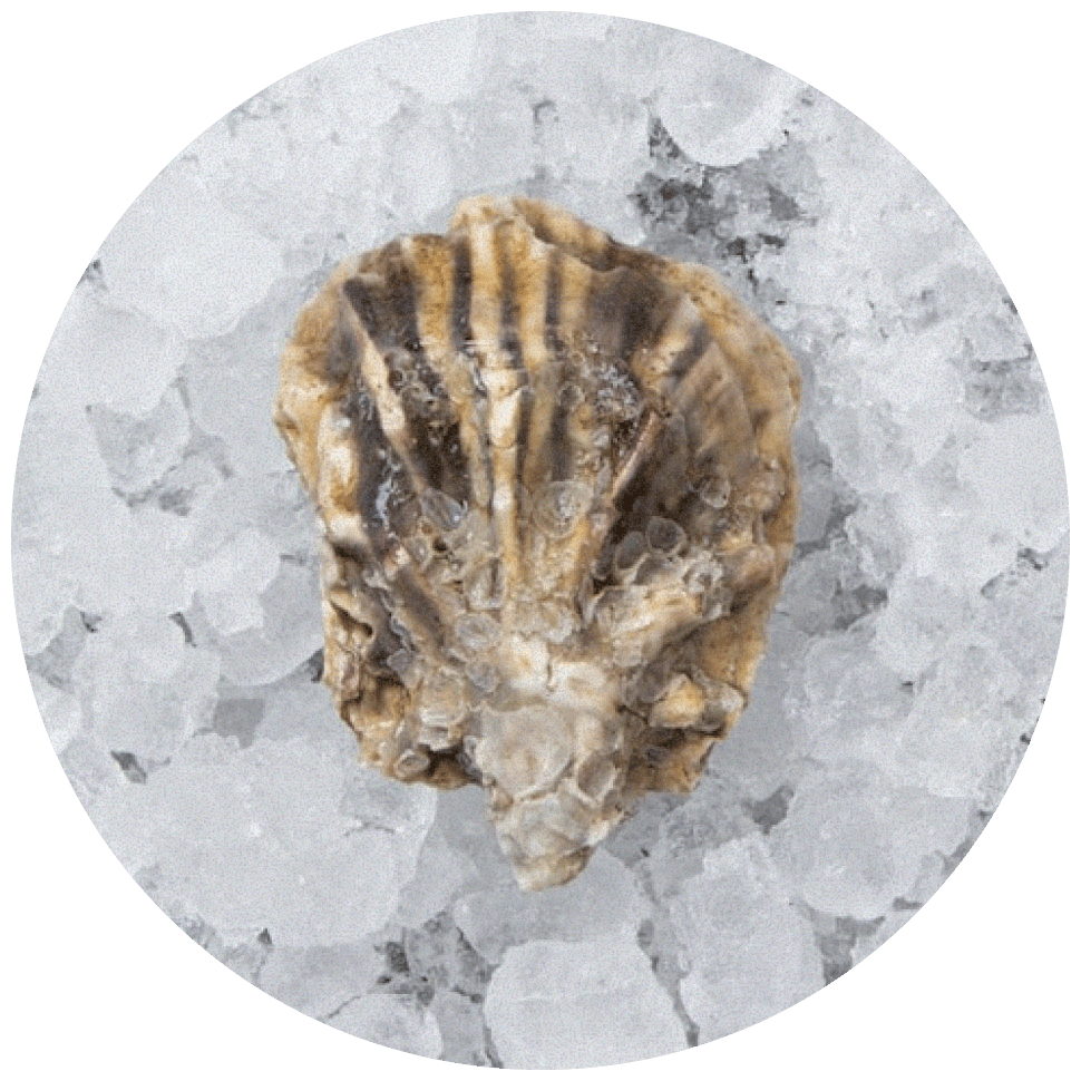 Люмьер (Lumière)