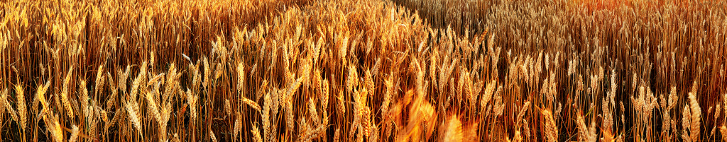 Ячмень, кукуруза, рожь и пшеница