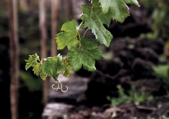 Виноградная лоза