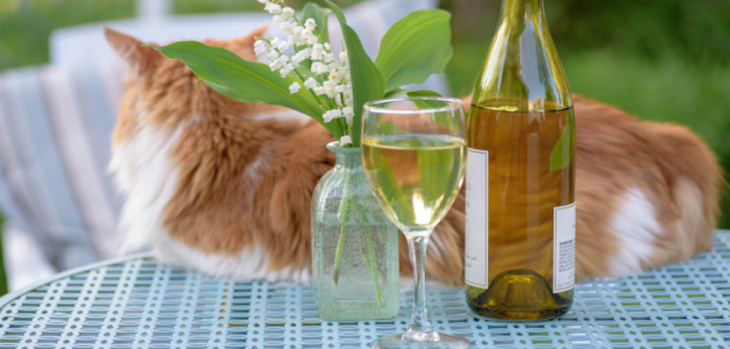 Рыжий кот Совиньон