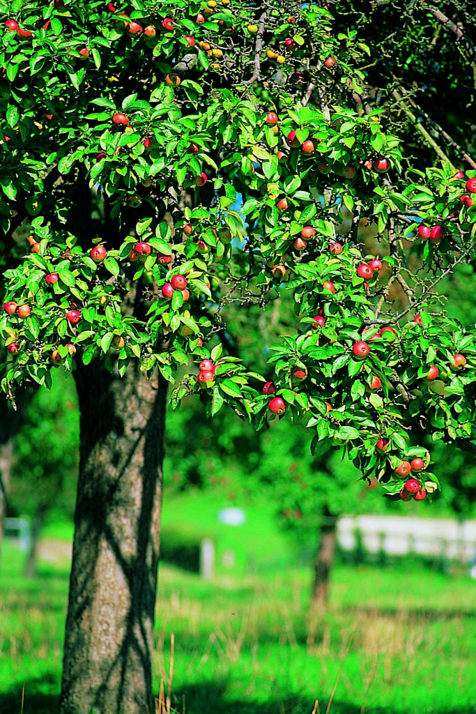 Дух сада: главное о кальвадосе