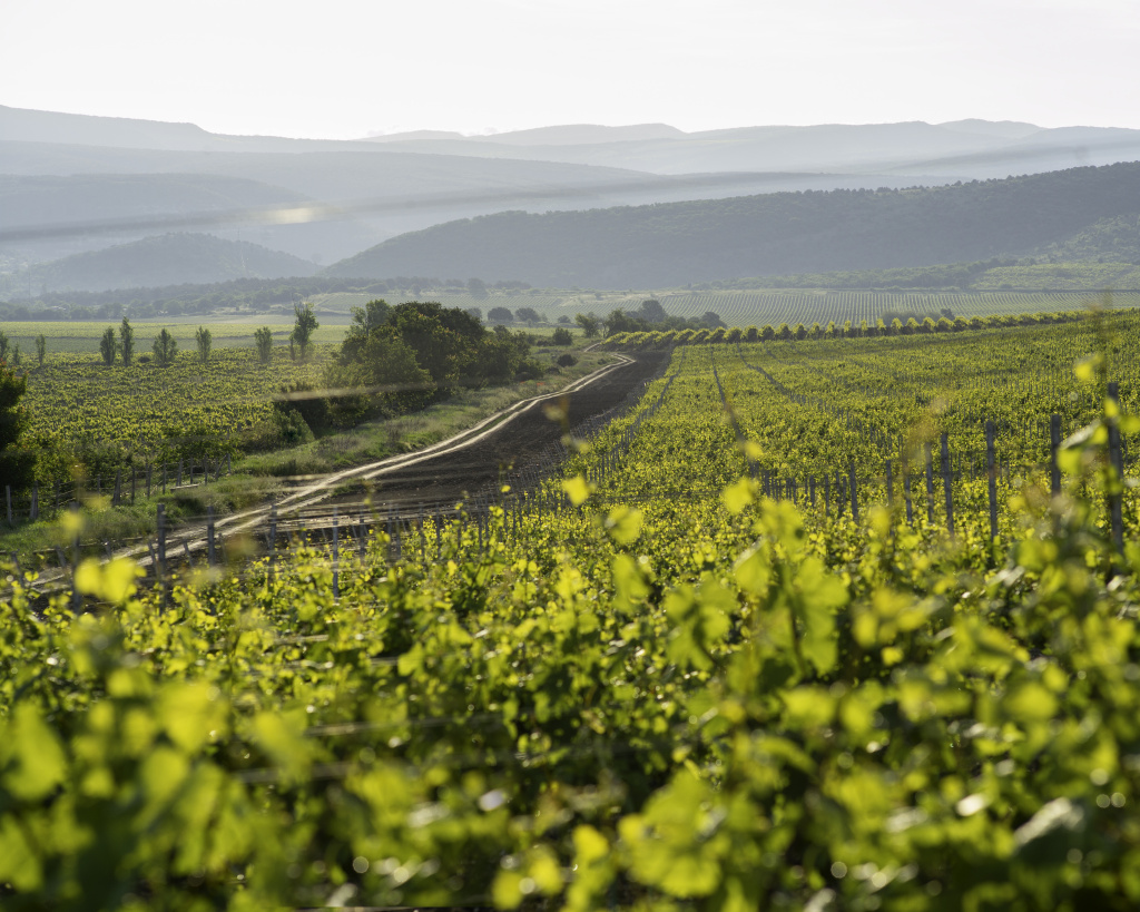 Особенности терруара