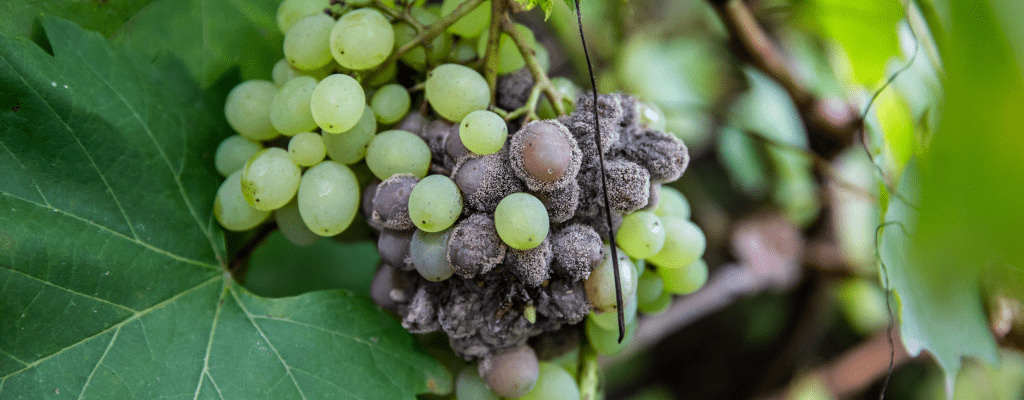 Что такое ботритис