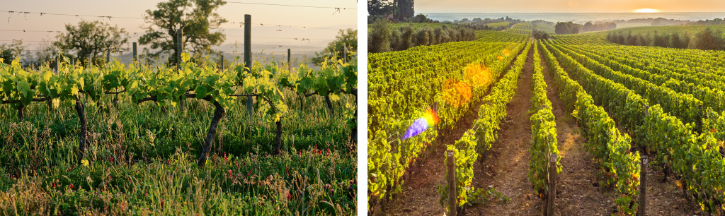 биодинамическое вино