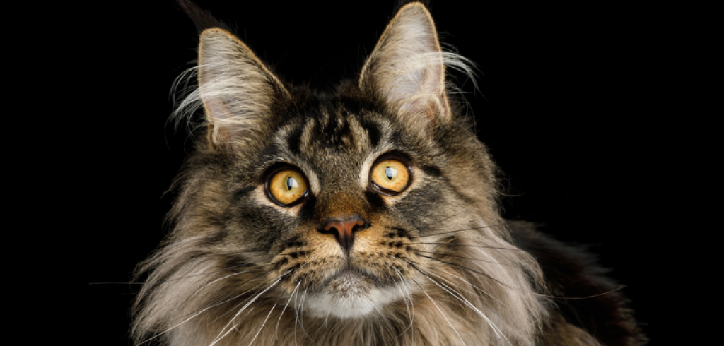 Мейнкун Магнум